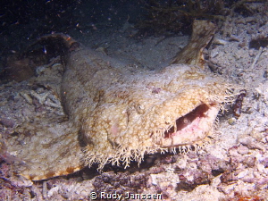 Orectolobus leptolineatus or indonesian wobbegon (night d... by Rudy Janssen 